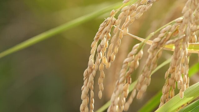 Rice fields in autumn, golden rice just before harvest