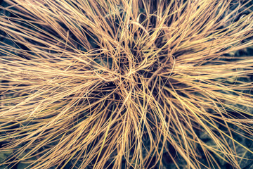 Grass macro close-up art wallpaper