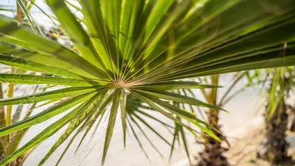 Fototapeta na wymiar beach palm trees malta island
