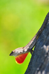 Gecko Close-up