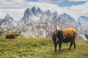 Cows in Three peaks of Lavaredo national park in Italy.