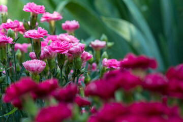 Blooming pink carnations in a spring garden - selective focus, copy space