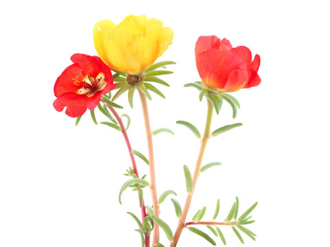 Red and yellow flowers of moss rose purslane isolated on white 