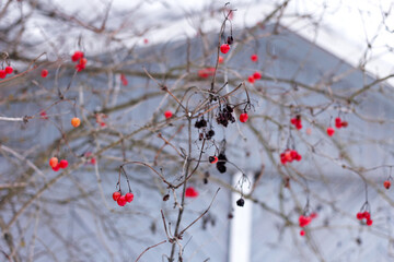 Red viburnum berries in cold