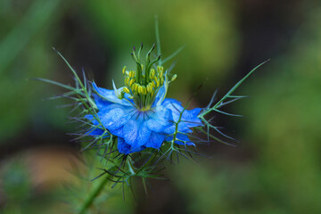 Black cumin or Nigella sativa or Black caraway, Roman coriander flower. Macro,  selective focus, copy space