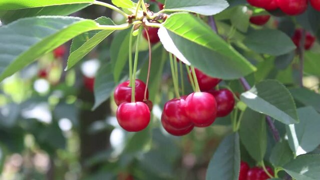 Sour cherries hanging on tree branches. Footage of orchard. Agriculture and harvest concept.