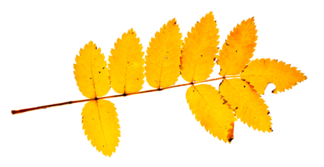 A single leaf group from a Rowan or Mountain Ash tree in fall yellow color with two leaves missing. Includes small hole and brown patches. On a white background.
