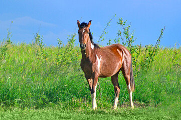 Brown horse eating grass and looking at camera, in green environment under dark blue sky