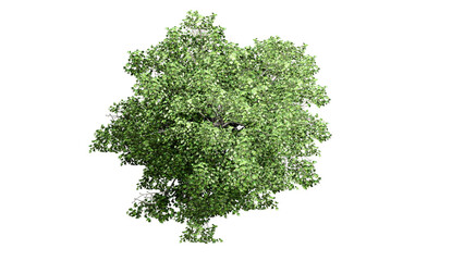 3D Top view Green Trees Isolated on PNGs transparent background , Use for visualization in architectural design or garden decorate	
