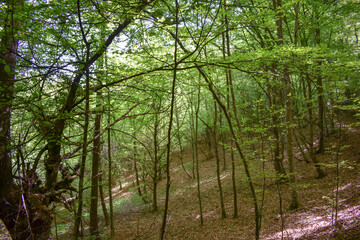 Fototapeta premium Forest Nature Bosnia And Herzegovina 