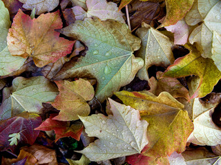 Texture of a carpet of leaves with water drops, in autumn