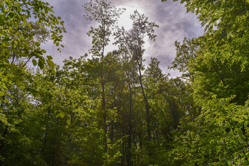 Forest Nature Bosnia And Herzegovina 