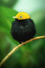 Golden headed Manakin (Ceratopipra erythrocephala) black bird with yellow head on green background