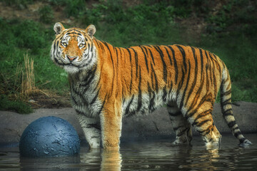 Siberian tiger (Panthera tigris altaica) stands with the ball in the water