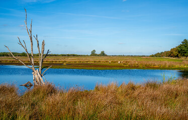 Pool with sheep in a marshland in Bargerveen, Netherlands
