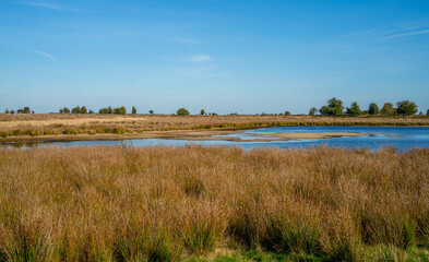 Pool in a marshland in Bargerveen, Netherlands
