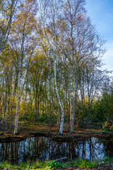 Fototapeta na wymiar Birch trees in a marshland in Bargerveen, Netherlands 
