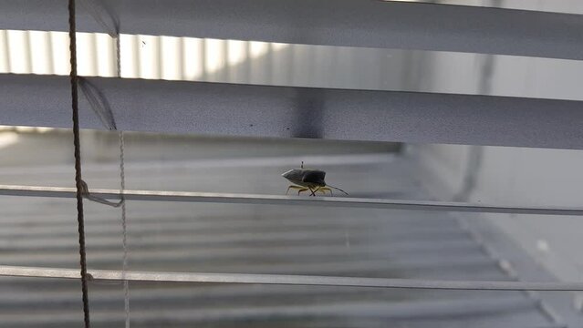 A large stink bug crawling across the glass window in the office