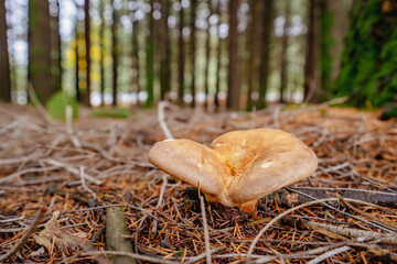 Agaric mushroom in forest