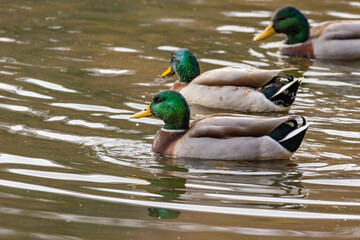 Mallard ducks swimming at Garden Lake in Rome Georgia.