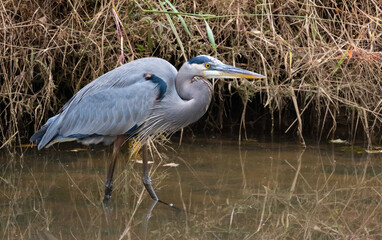 Great Blue Heron fishing in a canal in a wildlife refuge in Roswell Georgia.