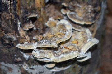 Forest Nature Bosnia And Herzegovina 