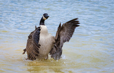 Canadian Goose flapping her wings at Garden lake in Rome Georgia.