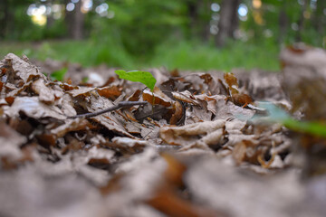 Forest Nature Bosnia And Herzegovina 