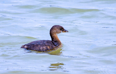 Small Grebe bird fishing at Garden lake in Rome Georgia.