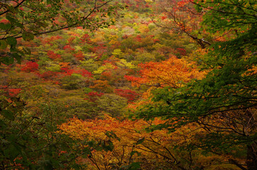 山腹のグラデーション