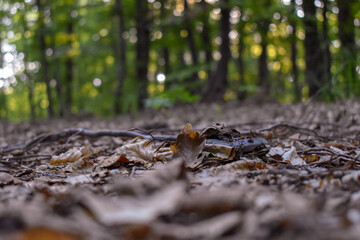 Forest Nature Bosnia And Herzegovina 
