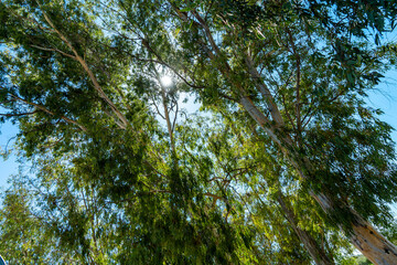 Fototapeta premium Variety trunks, branches and green needles of the eucalyptus viminalis trees in the forest against the blue sky with the sunlight. Bottom view of the trees. Selective focus, abstract, wallpaper.