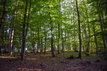 Forest Nature Bosnia And Herzegovina 