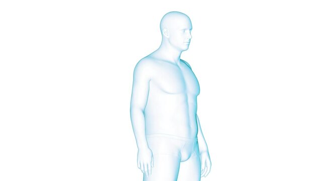 3D rendered Medical Animation of A man's transition from being overweight to being fit.