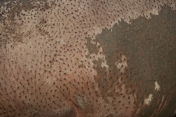 Surface of hippo skin. Hippo skin background, pattern, texture. 