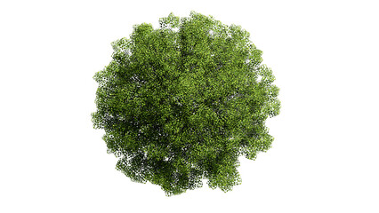 3D Top view Green Trees Isolated on PNGs transparent background , Use for visualization in architectural design or garden decorate	

