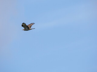 honey buzzard in flight