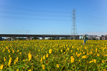 Helianthus annuus in the flower field.