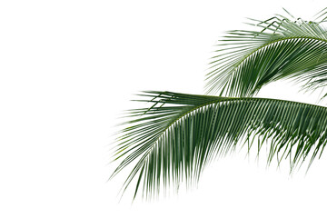 Fototapeta na wymiar Coconut tree leaves on white background