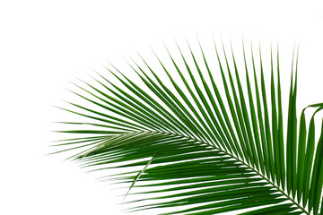Coconut tree leaves on white background