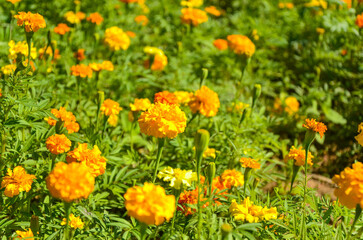 Tagetes erecta in the garden.