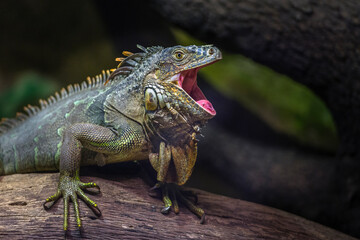iguane