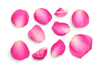 Pink rose flower petals isolated against a transparent background for use with love and romantic image designs.