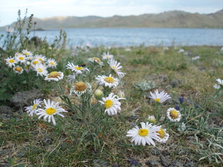 Wild daisies in the lonely steppe by vast Terkhiin Tsagaan lake, Arkhangai province, Mongolia. By the lake, there are plenty of wild flowers that bloom magnificently. The surrounding steppe is calm. 
