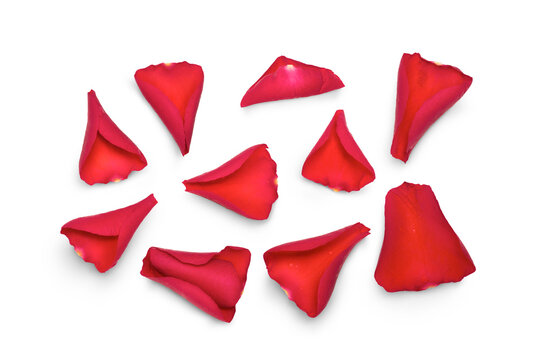 Red rose flower petals isolated against a transparent background for use with love and romantic image designs.