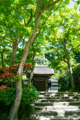 鎌倉 夏の明月院を彩る美しい新緑