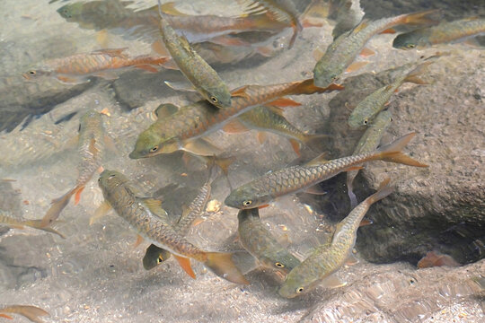 The school of brook carp, Neolissochilus stracheyi, in a crystal cleared rainforest waterfall cascade, Lampee Waterfall National Park, Phang Nga, Thailand.