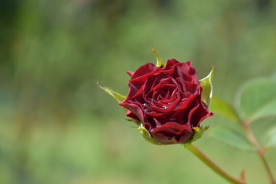 Red roses are blooming for Valentine's Day for lovers. 