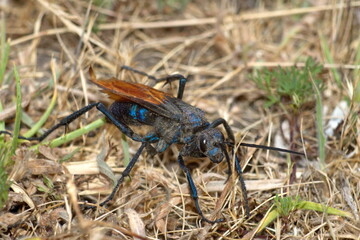 Tarantula hawk wasp on the ground, in a field in Cotacachi, Ecuador
