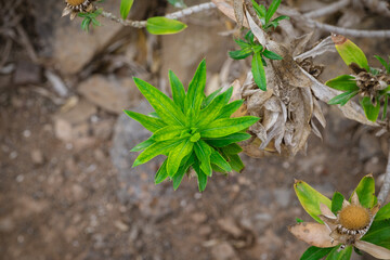 Flower